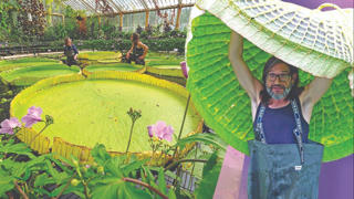 Loài hoa súng khổng lồ
