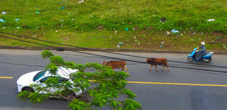 Đà Nẵng: Bò thả rông nghênh ngang trên đường phố, 'khủng bố' khu dân cư 