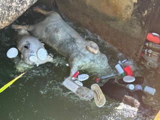 Phát hiện nhiều xác lợn chết vứt trôi trên kênh ở Đà Nẵng