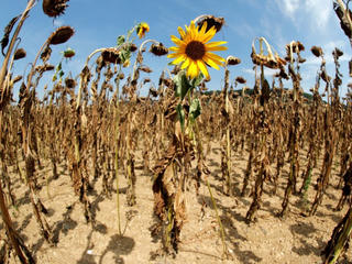 Lo ngại nạn đói toàn cầu