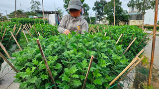 Tất bật vào vụ hoa Tết