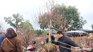 Thái Nguyên: Tiểu thương buôn hoa Tết xả hàng sớm