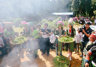 Đưa lá chè Shan tuyết cổ thụ sang thị trường EU và Mỹ