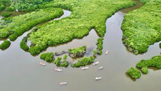 Tái sinh rừng ngập mặn gắn với ứng phó biến đổi khí hậu