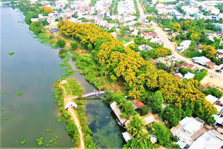 Quảng Nam: Tam Kỳ rực rỡ mùa hoa sưa sắc vàng