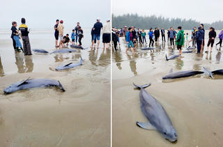 Đàn cá heo 19 con mắc lưới của ngư dân Hà Tĩnh được thả về biển