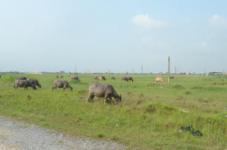 Nam Định: Tiếp tục ‘kêu cầu’ tháo gỡ vướng mắc liên quan KCN Mỹ Trung