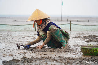 Cào ngao ở vùng bãi triều