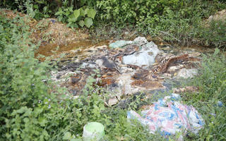 Quảng Bình: Hôi thối xác lợn chết vứt la liệt ở nghĩa địa