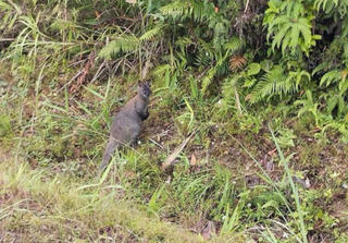 Vườn quốc gia Hoàng Liên sẵn sàng tiếp nhận 4 con chuột túi phát hiện ở Cao Bằng
