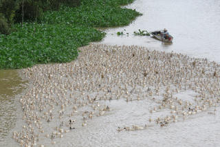 Rong ruổi mùa nhặt trứng vịt đồng