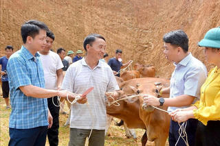 Hiệu quả từ Dự án liên kết hỗ trợ sản xuất và tiêu thụ sản phẩm bò H’Mông