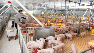 Xây dựng ngành chăn nuôi an toàn sinh học, đáp ứng thị trường xuất khẩu