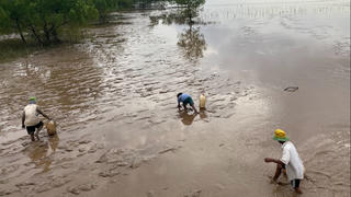 Săn lịch biển