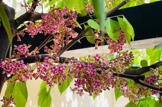 Hoa khế bên thềm