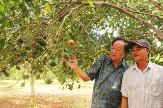 Trồng mắc ca lấy ‘hạt nữ hoàng quả khô’, nông dân bán sướng hơn đi ‘bán vàng’