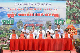 Bắc Giang: Xúc tiến tiêu thụ và du lịch vải thiều Lục Ngạn