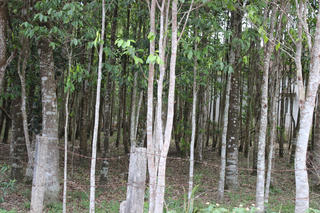 Trồng cây dó trầm chờ… 'sâu ăn'