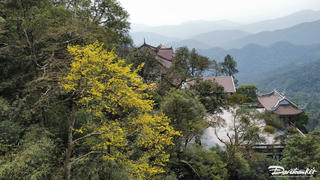 Tháng 3 lên Yên Tử ngắm “đại lão” mai vàng