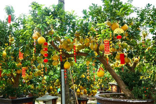 Gánh bưởi mẹ xưa