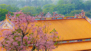 Mê mẩn sắc hoa ngô đồng nở hồng trời ở Hoàng cung Huế