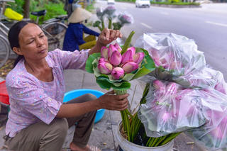 Mùa sen tháng 6 ở Thanh Hóa