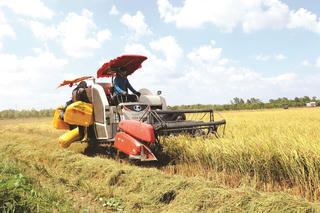 Đẩy mạnh sản xuất, kinh doanh, xuất khẩu lúa, gạo bền vững