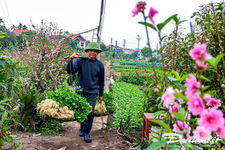 Nông dân Quảng Yên thu hoạch vụ rau Tết