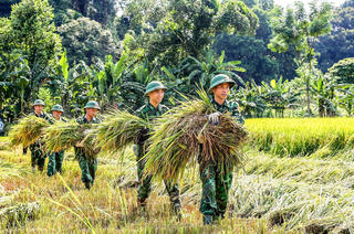 Chiến sĩ biên phòng Hà Tĩnh giúp dân gặt lúa 'chạy bão'