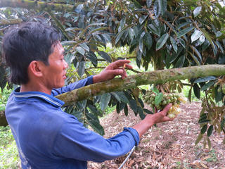 Ồ ạt trồng sầu riêng, lợi bất cập hại