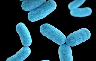 Bộ Y tế: Không tự ý tiêm vaccine chứa thành phần bạch hầu khi chưa có khuyến cáo