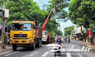 Quảng Ngãi: Rà soát các dự án trồng, chăm sóc cây xanh