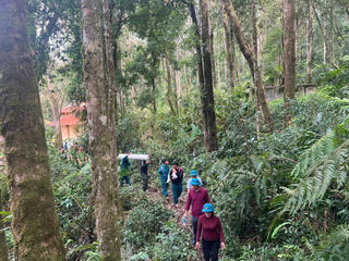 Quảng Ngãi: Giúp dân khôi phục vườn sâm thiệt hại sau bão