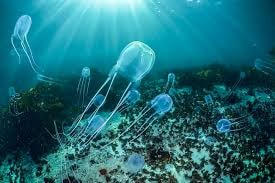 Cảnh báo viêm da nặng do sứa biển