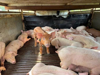 Phát hiện 97 con lợn vận chuyển từ Lâm Đồng sang Đắk Lắk bị nhiễm Dịch tả lợn châu Phi