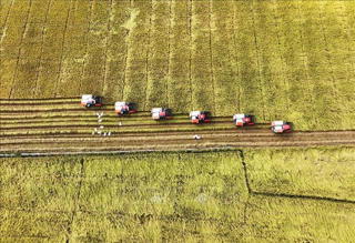 Hướng đến phát triển bền vững 1 triệu ha lúa chất lượng cao