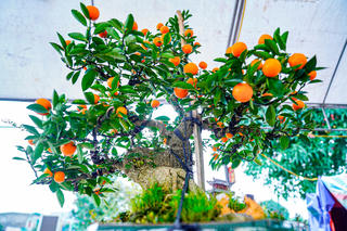 Bonsai quất cần thăng độc lạ tại Hà Tĩnh