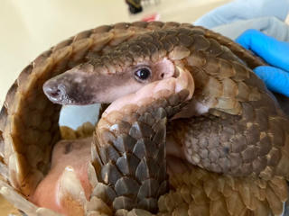 Tái thả 43 cá thể động vật hoang dã về tự nhiên