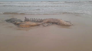 Quảng Trị: Phát hiện xác cá voi nặng khoảng 300kg ở bờ biển