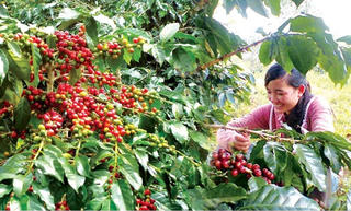 Cà phê tận dụng lợi thế cạnh tranh