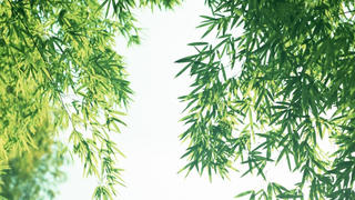 Bên bụi tre làng