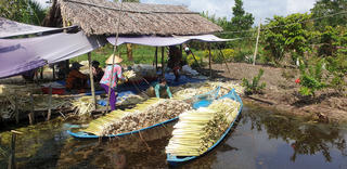 Cà Mau: Nông dân “đổi đời” nhờ trồng cây bồn bồn