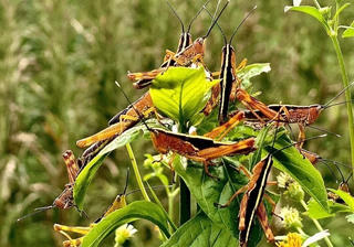 Cao Bằng: Tăng cường biện pháp phòng trừ dịch châu chấu tre phá hoại mùa màng