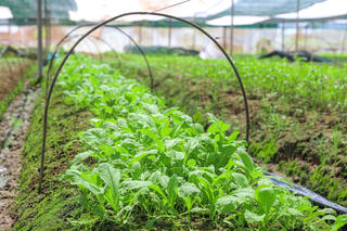 Khu vườn của bố