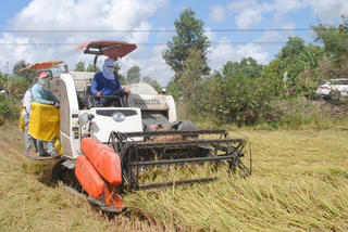 Con đường lúa gạo mới