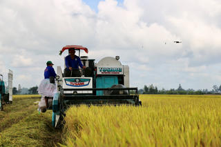 Niềm vui từ cánh đồng lúa chất lượng cao đầu tiên