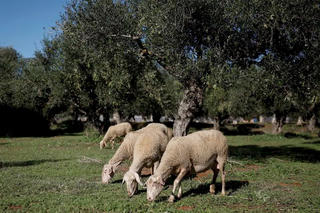 Nạn trộm ô liu ở Hy Lạp