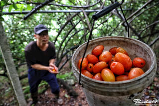 Nhót mất mùa được giá