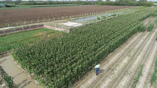 Thích ứng với hạn mặn