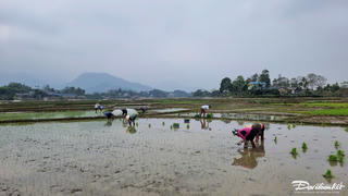 Nông dân Thái Nguyên xuống đồng sớm vào vụ lúa mới